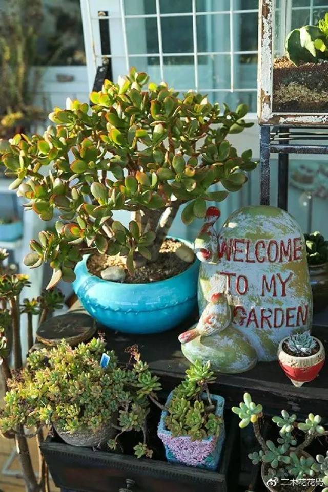 梅花扦插:详解梅花繁殖技巧